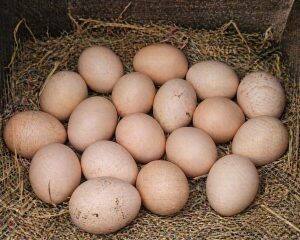Eggs