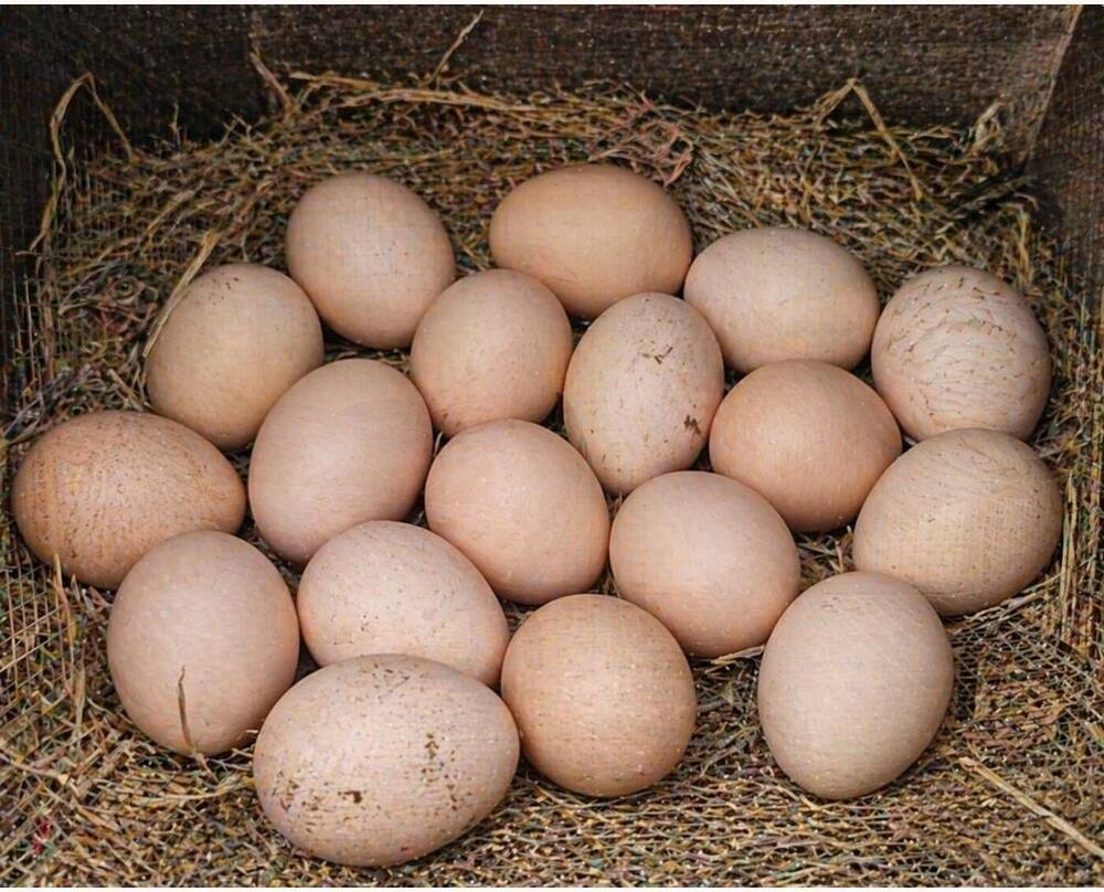 Kala Aseel Hatching Eggs