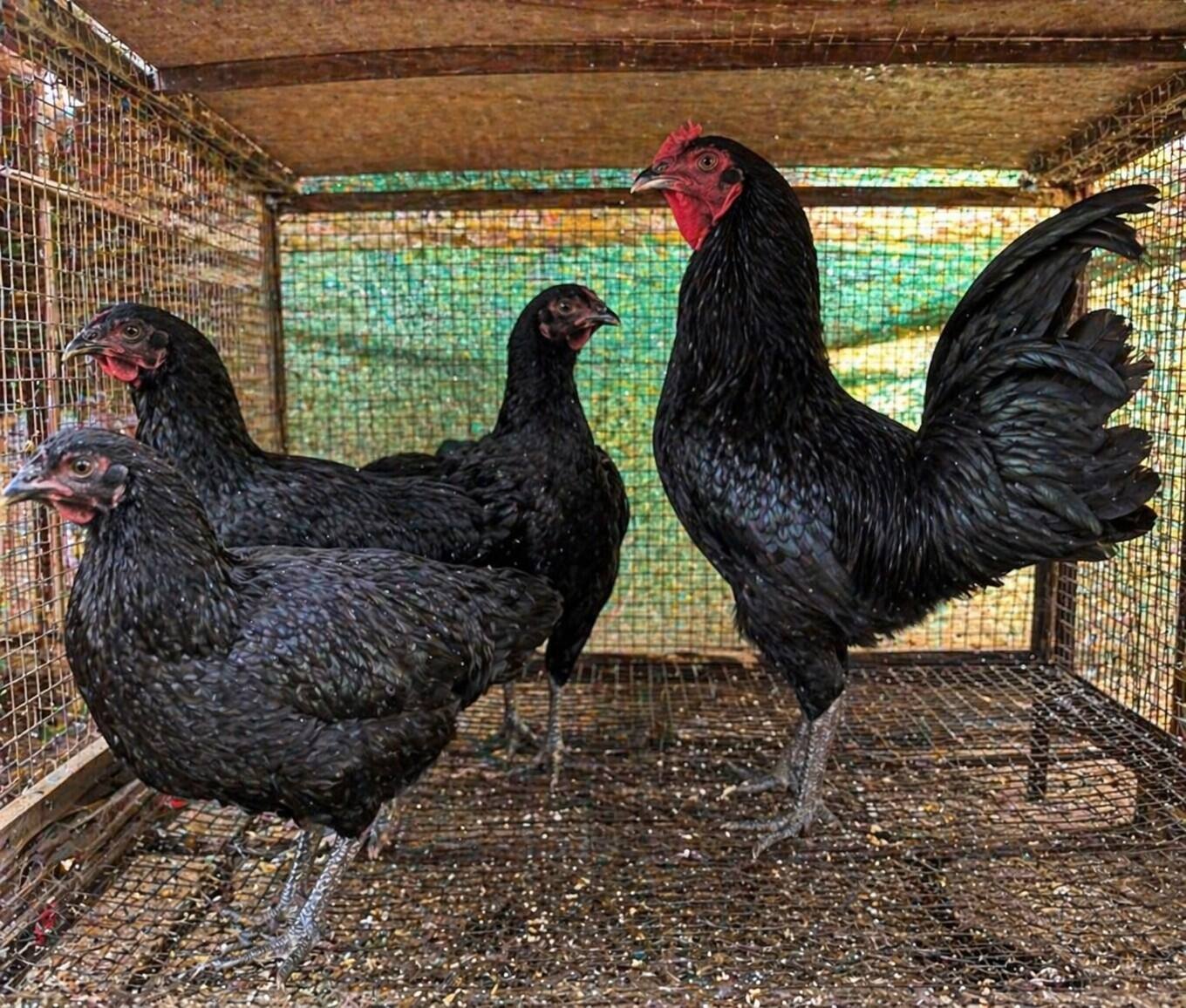 Adult Birds
