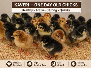Day-Old Chicks