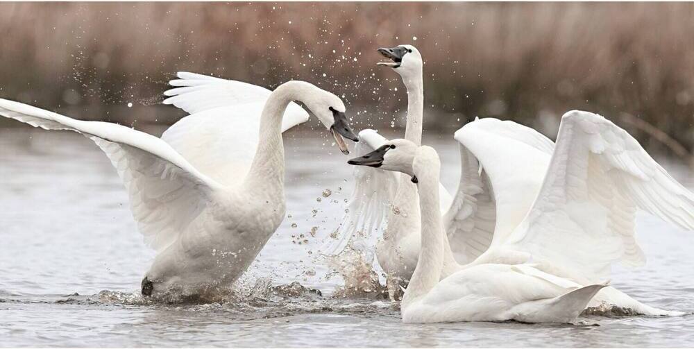 Swan breed