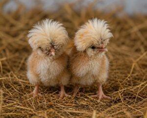 Day-Old Chicks