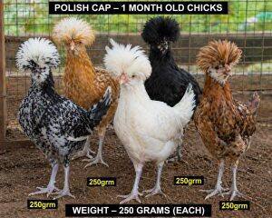 One-Month-Old Chicks