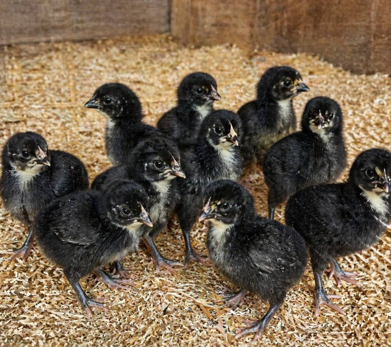 Day-Old Chicks
