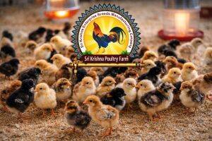 Day-Old Chicks