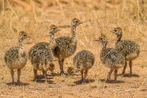 Day-Old Chicks