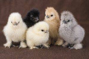 Day-Old Chicks
