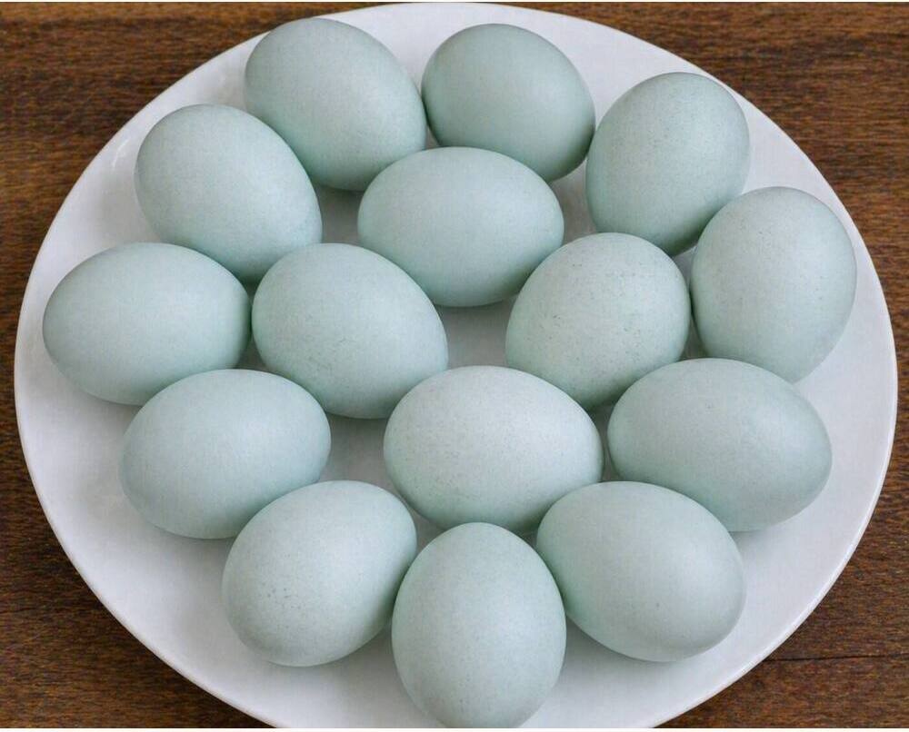 Silky Eating Eggs
