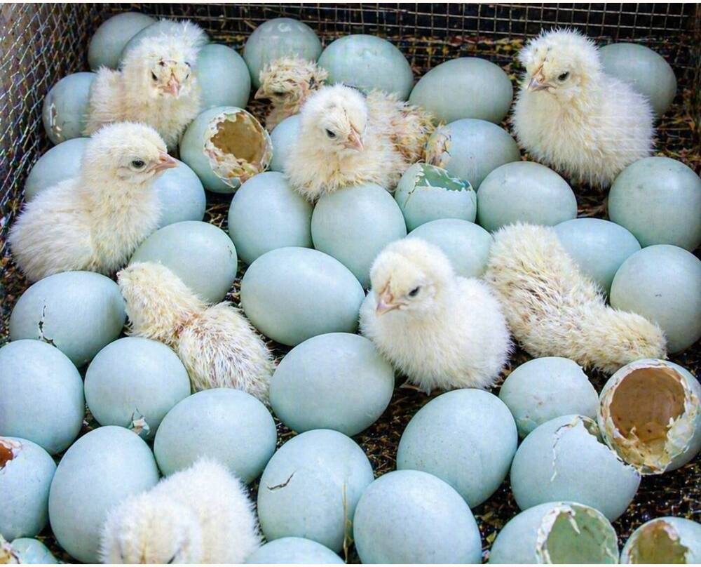 Silky Hatching Eggs
