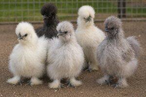 One-Month-Old Chicks
