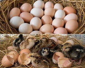 Eggs