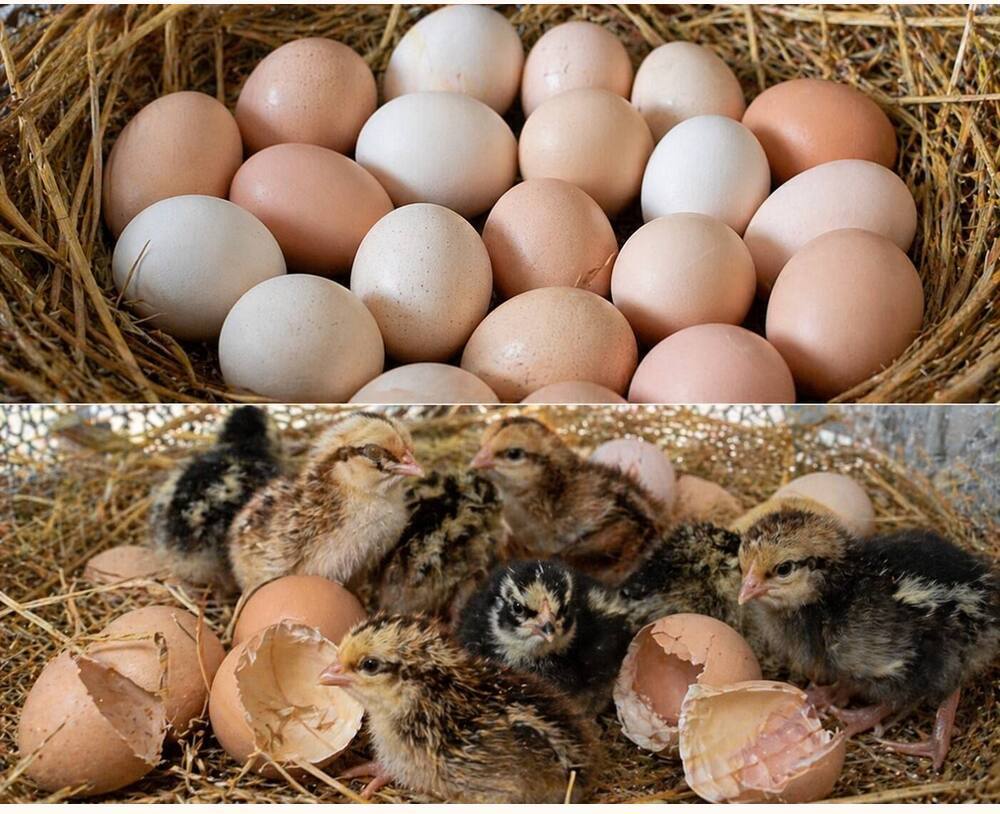 Sindhu Aseel Hatching Eggs