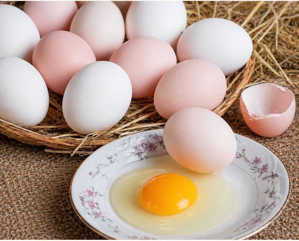 Sindhu Aseel Eating Eggs