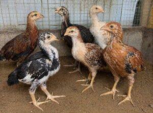 One-Month-Old Chicks