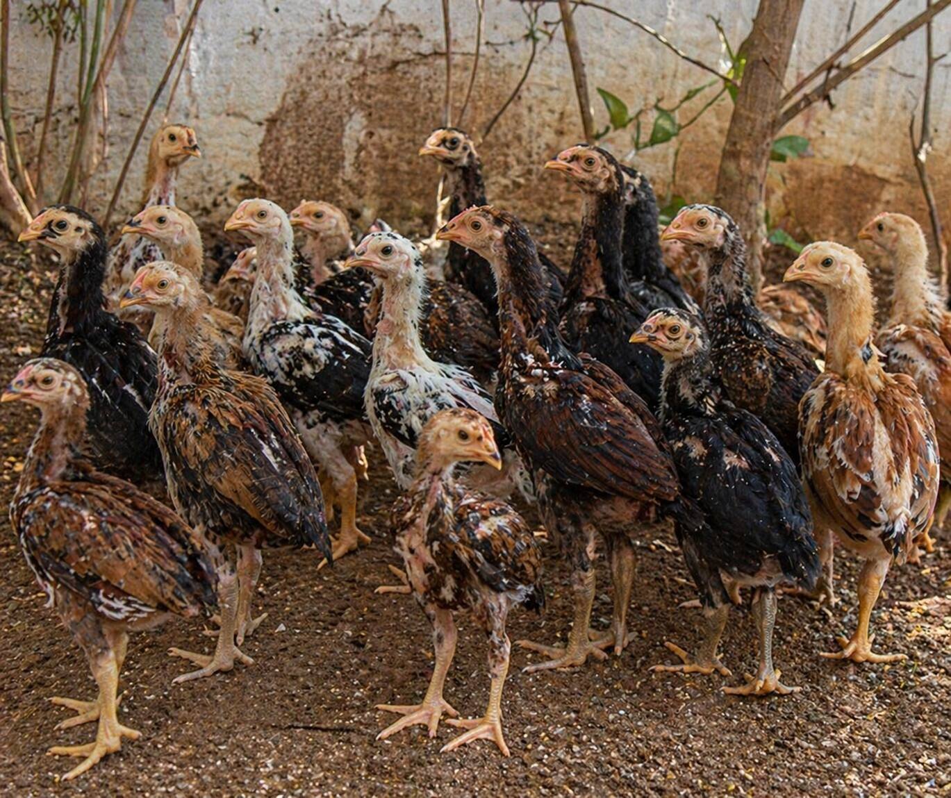 One-Month-Old Chicks