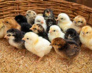 Day-Old Chicks