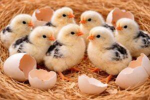 Eggs