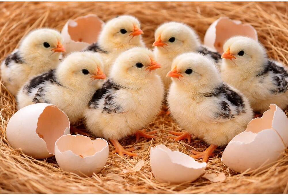Sussex Hatching Eggs