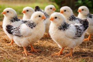 One-Month-Old Chicks