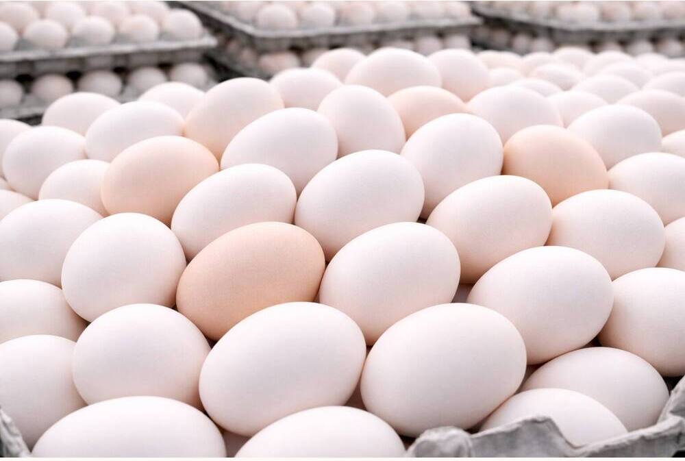 Sussex Eating Eggs