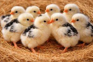 Day-Old Chicks