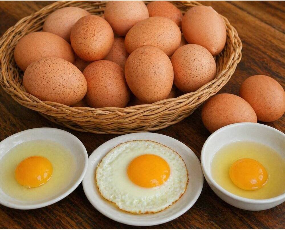 Wyandotte Eating Eggs