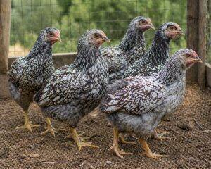 One-Month-Old Chicks