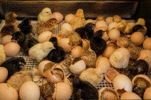 Eggs