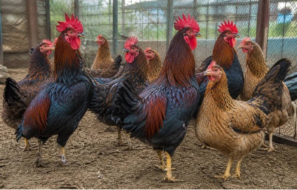 Dp cross chicken breed