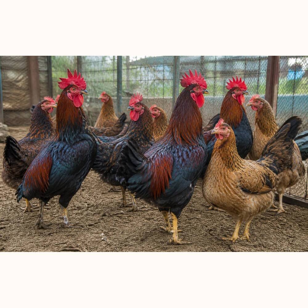 Dp cross chicken breed