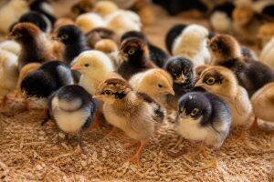 Day-Old Chicks