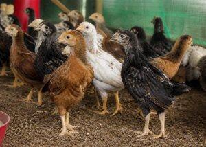 One-Month-Old Chicks