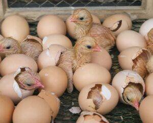 Eggs