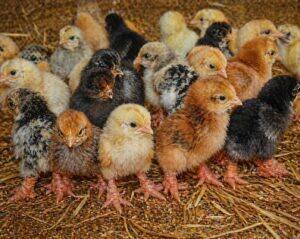 Day-Old Chicks
