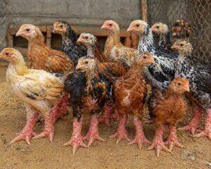 One-Month-Old Chicks