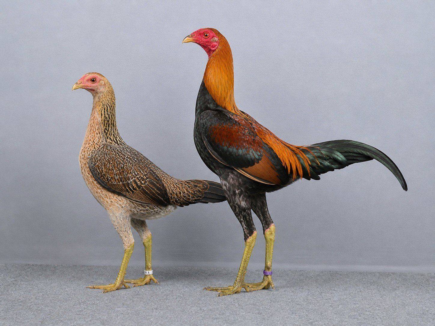 Game Modern Chicken Breed