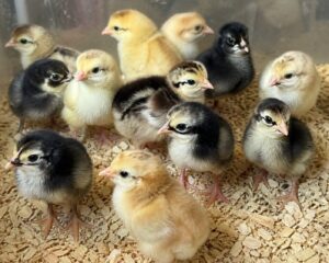 Day-Old Chicks