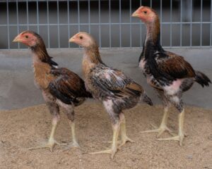 One-Month-Old Chicks