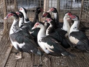 Adult Birds