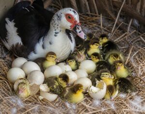 Eggs