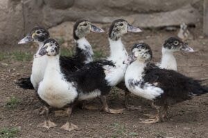 One-Month-Old Chicks