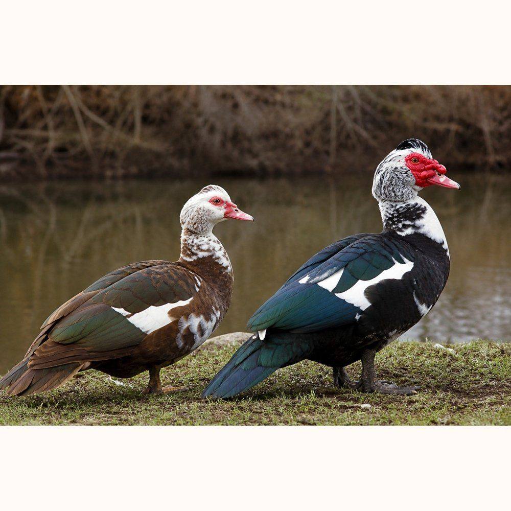 Muscovy Duck Breed