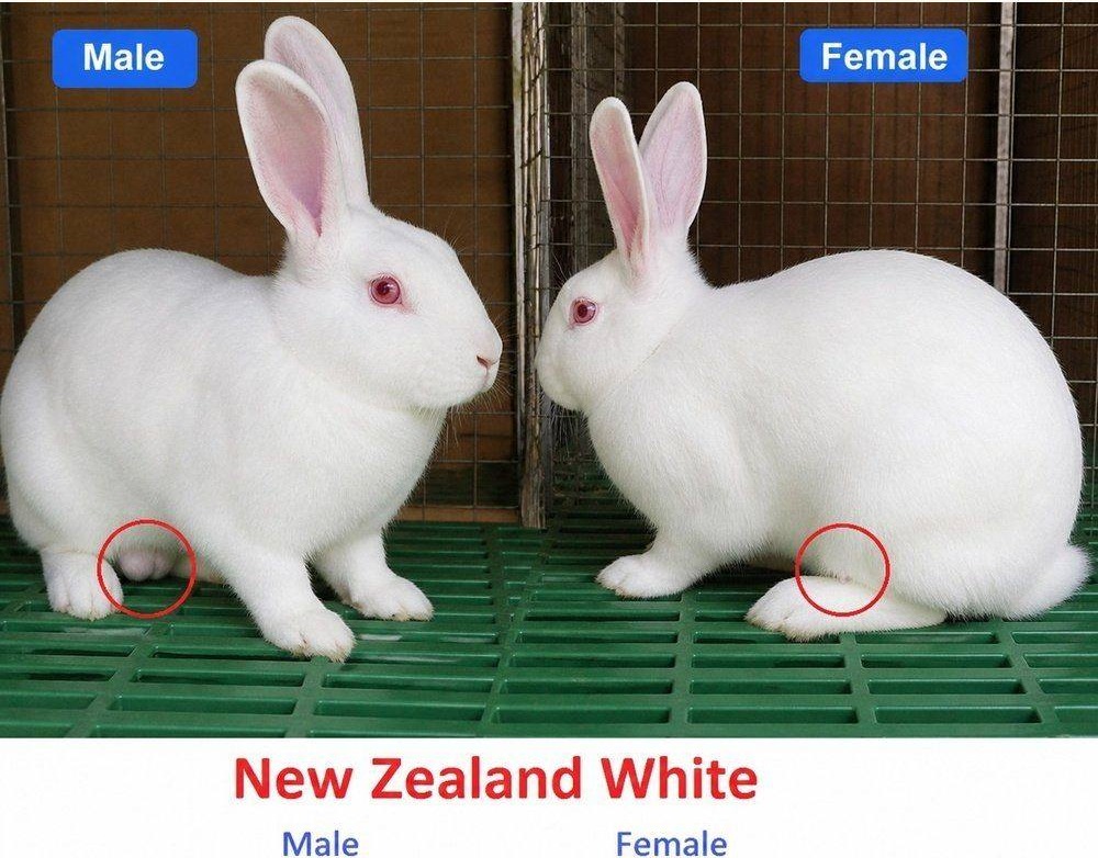 New Zealand White Rabbits