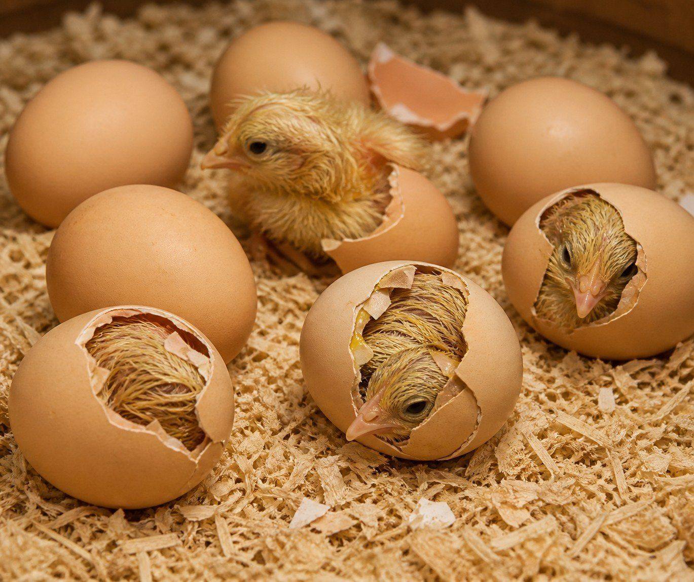 Eggs