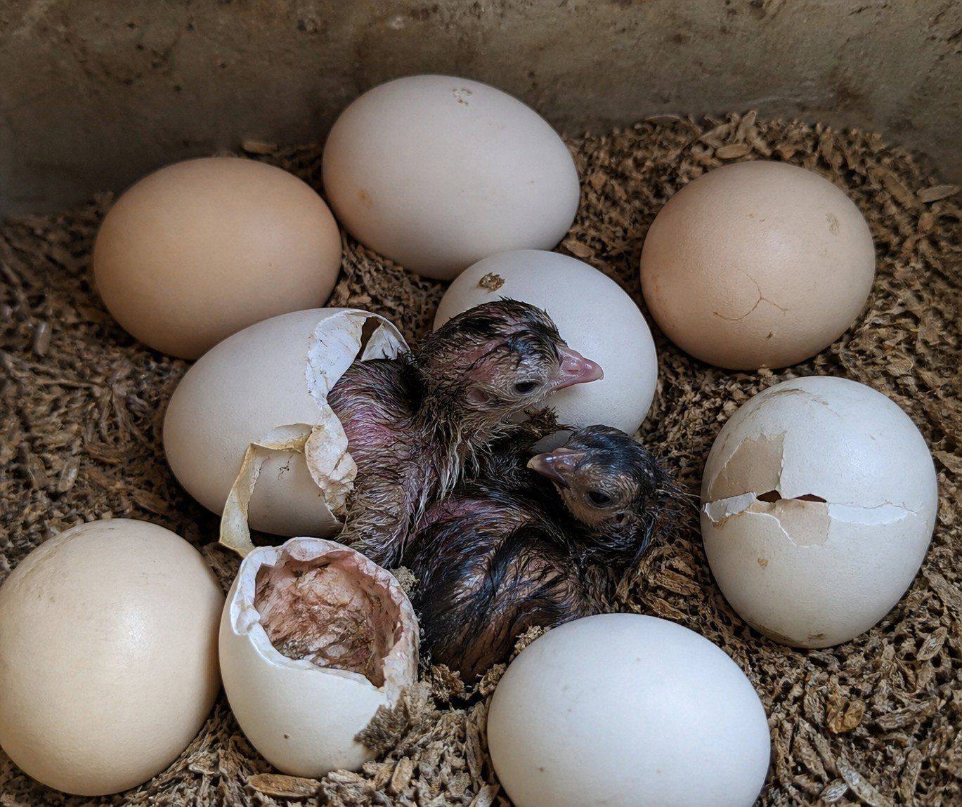 Eggs
