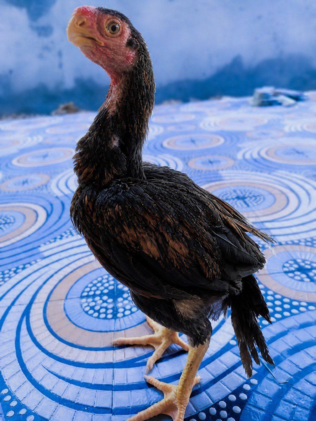 One-Month-Old Chicks