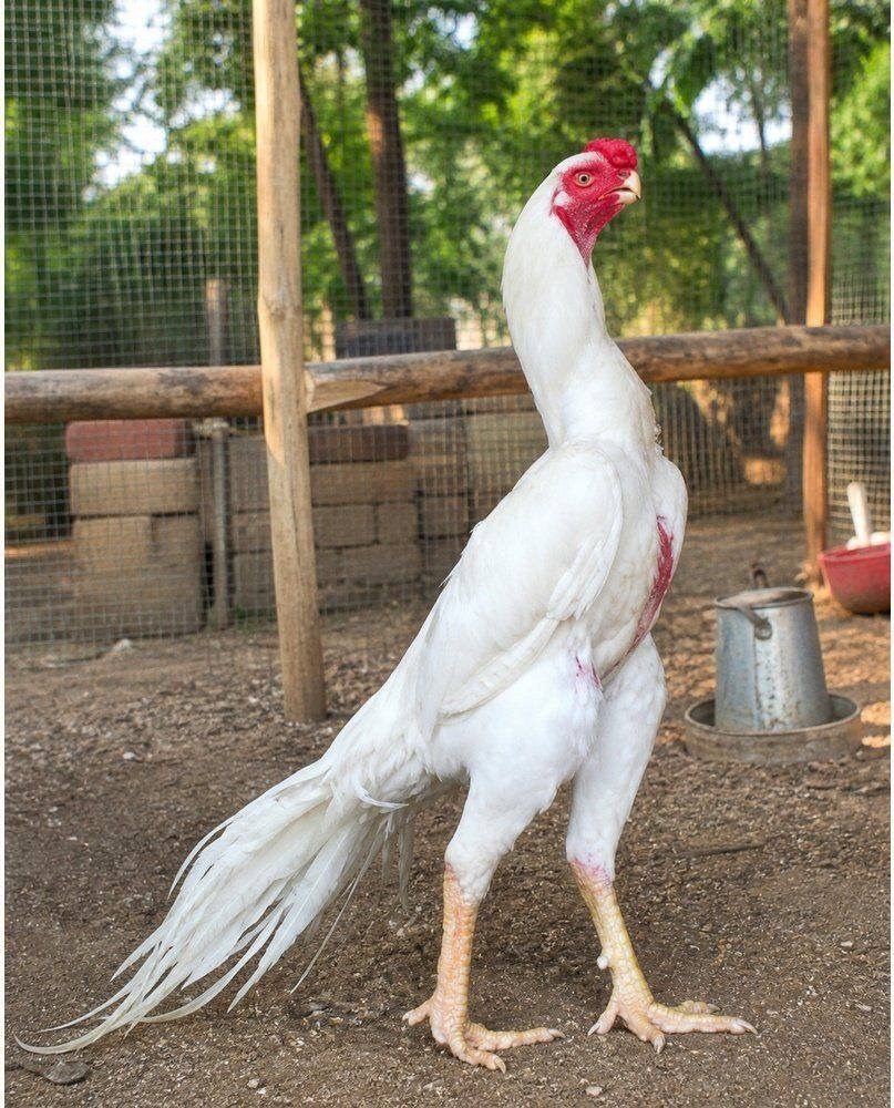 Parrot Beak Aseel