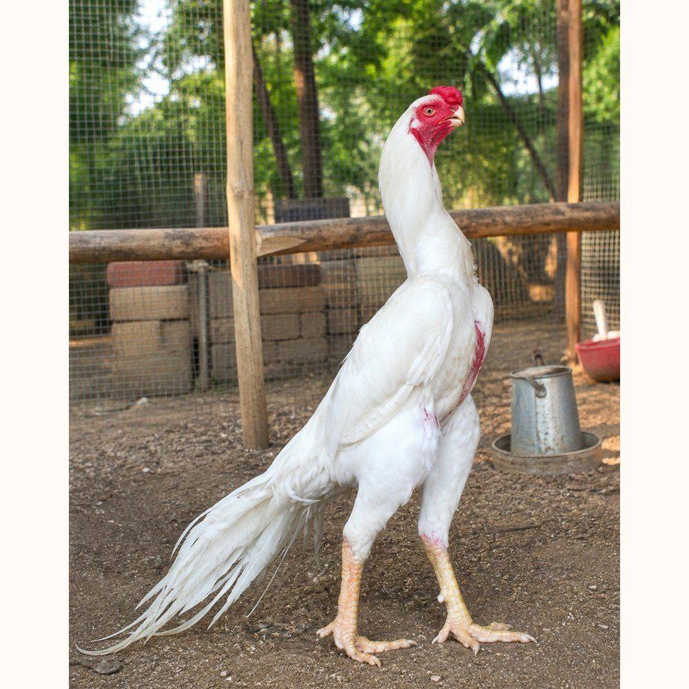 Parrot Beak Aseel