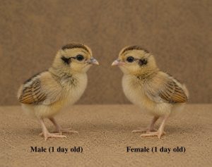 Day-Old Chicks
