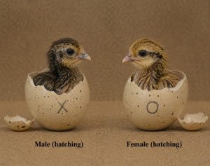 Eggs
